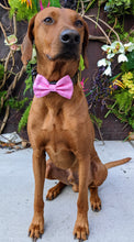 Load image into Gallery viewer, Koa&#39;s Ruff Life, Koa in a large Buffalo Bills pink bow tie for dogs
