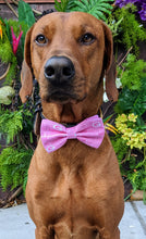 Load image into Gallery viewer, Koa&#39;s Ruff Life, Koa in a large Green Bay Packers pink bow tie for dogs
