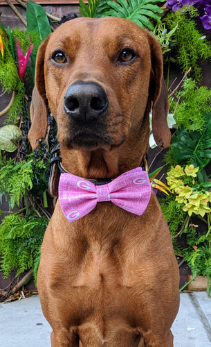 Koa's Ruff Life, Koa in a large Green Bay Packers pink bow tie for dogs