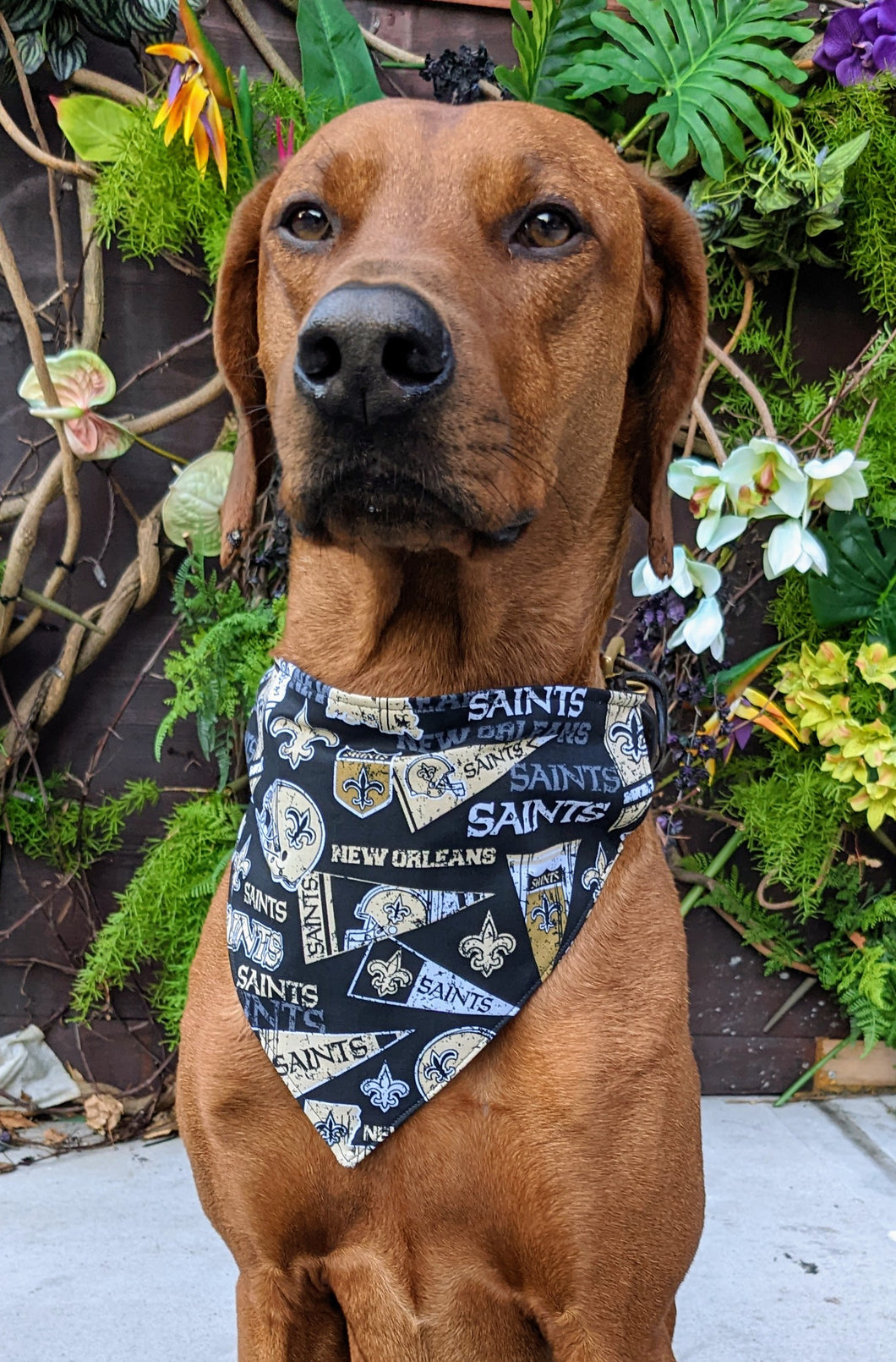 Koa's Ruff Life, Koa in a large New Orleans Saints retro bandana for dogs