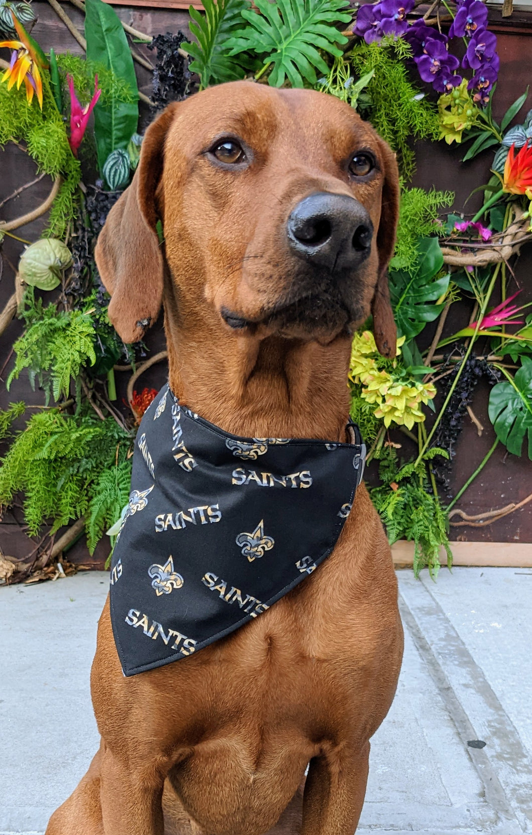 Koa's Ruff Life, Koa in a large New Orleans Saints camo bandana for dogs
