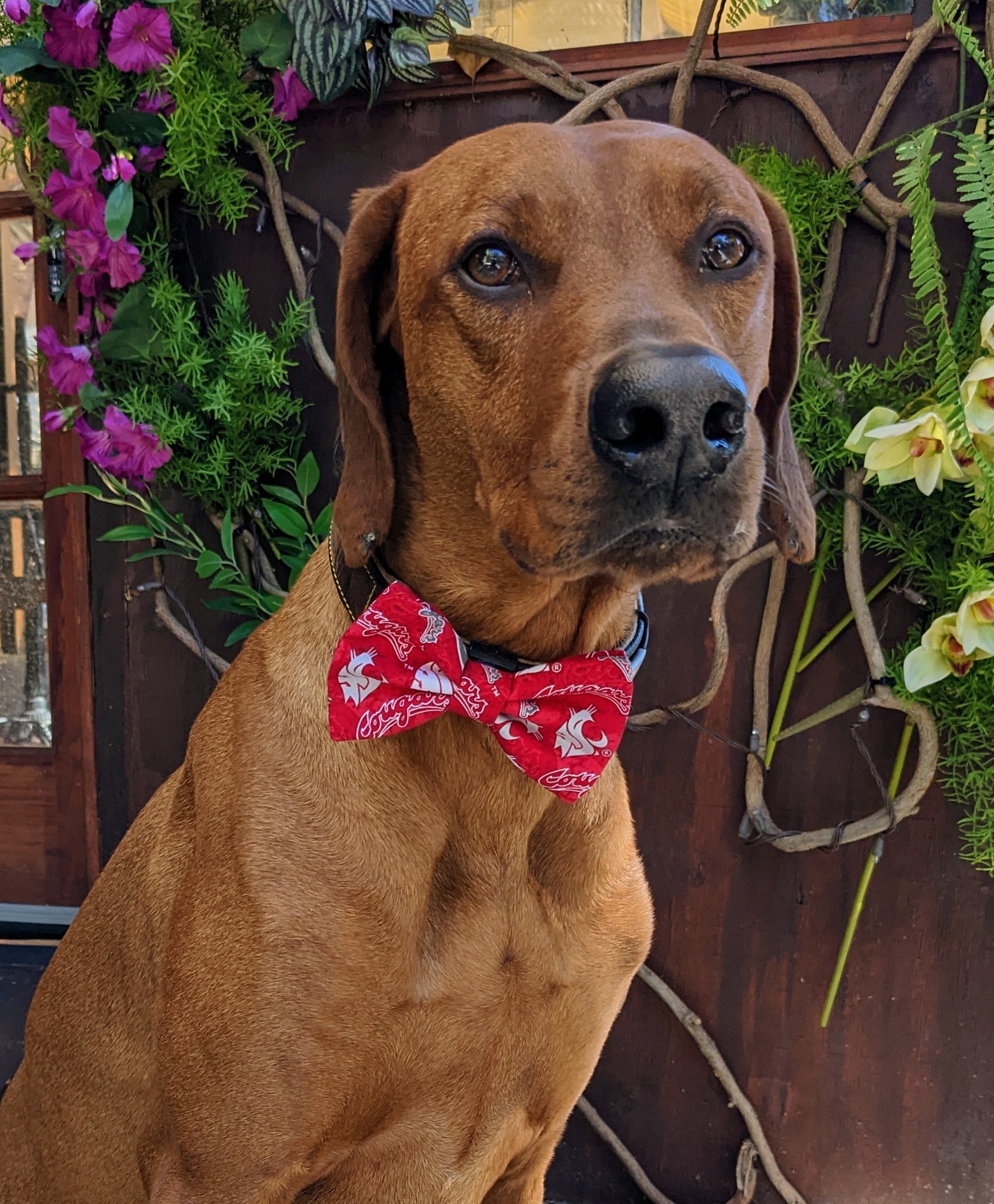Red Flower Bow Tie Dog Collar And Leash