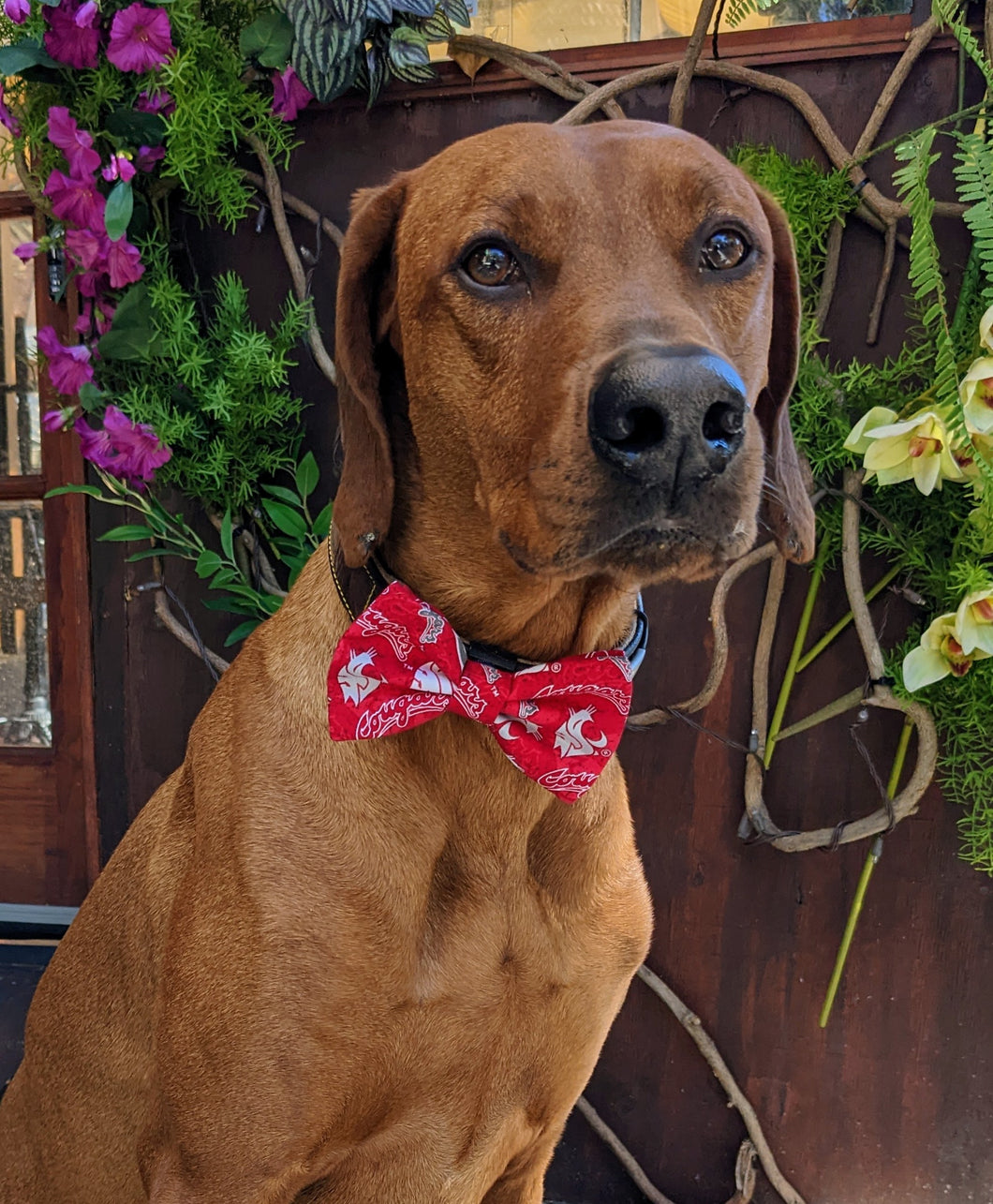 Koa's Ruff Life, Koa in a large Washington University Cougars red bow tie for dogs