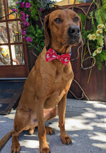 Load image into Gallery viewer, Koa&#39;s Ruff Life, Koa in a large Washington University Cougars red bow tie for dogs

