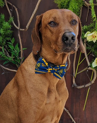 Koa's Ruff Life, Koa in a large West Virginia Mountaineers bow tie for dogs