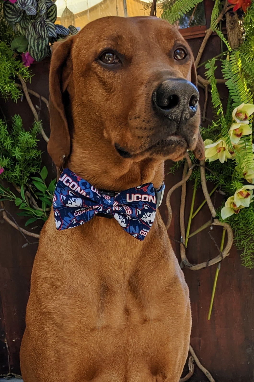 Koa's Ruff Life, Koa in a large UConn Huskies bow tie for dogs