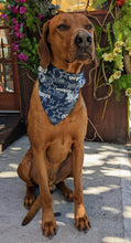 Load image into Gallery viewer, Koa&#39;s Ruff Life, Koa in a large Dallas Cowboys bandana for dogs

