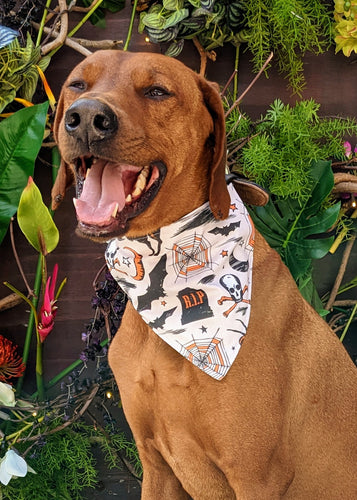 Koa's Ruff Life, Koa in a large Hallow's Eve large bandana for dogs