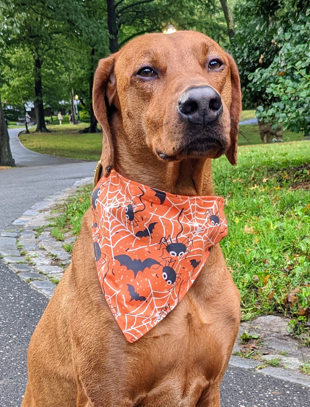 Koa's Ruff Life, Koa in a large orange spider web and bats bandana for dogs