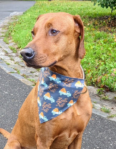 Koa's Ruff Life, Koa in a large blue Hello Fall dog bandana