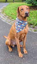 Load image into Gallery viewer, Koa&#39;s Ruff Life, Koa in a large blue Hello Fall dog bandana
