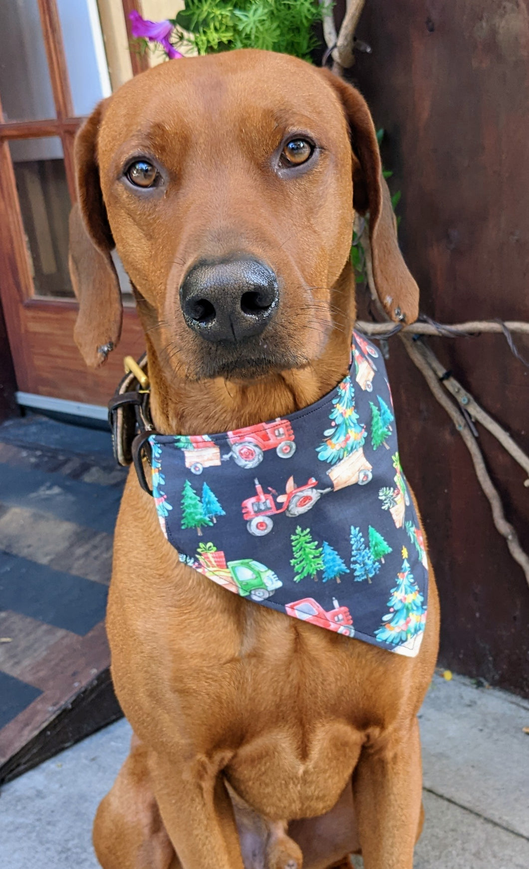 Koa's Ruff Life, Koa in a large Christmas tractor parade bandana for dogs personalized with your pup's name.