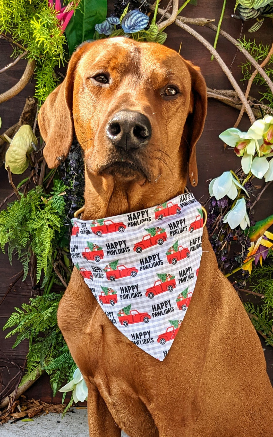 Koa's Ruff Life, Koa in a large Happy Pawliday bandana for dogs