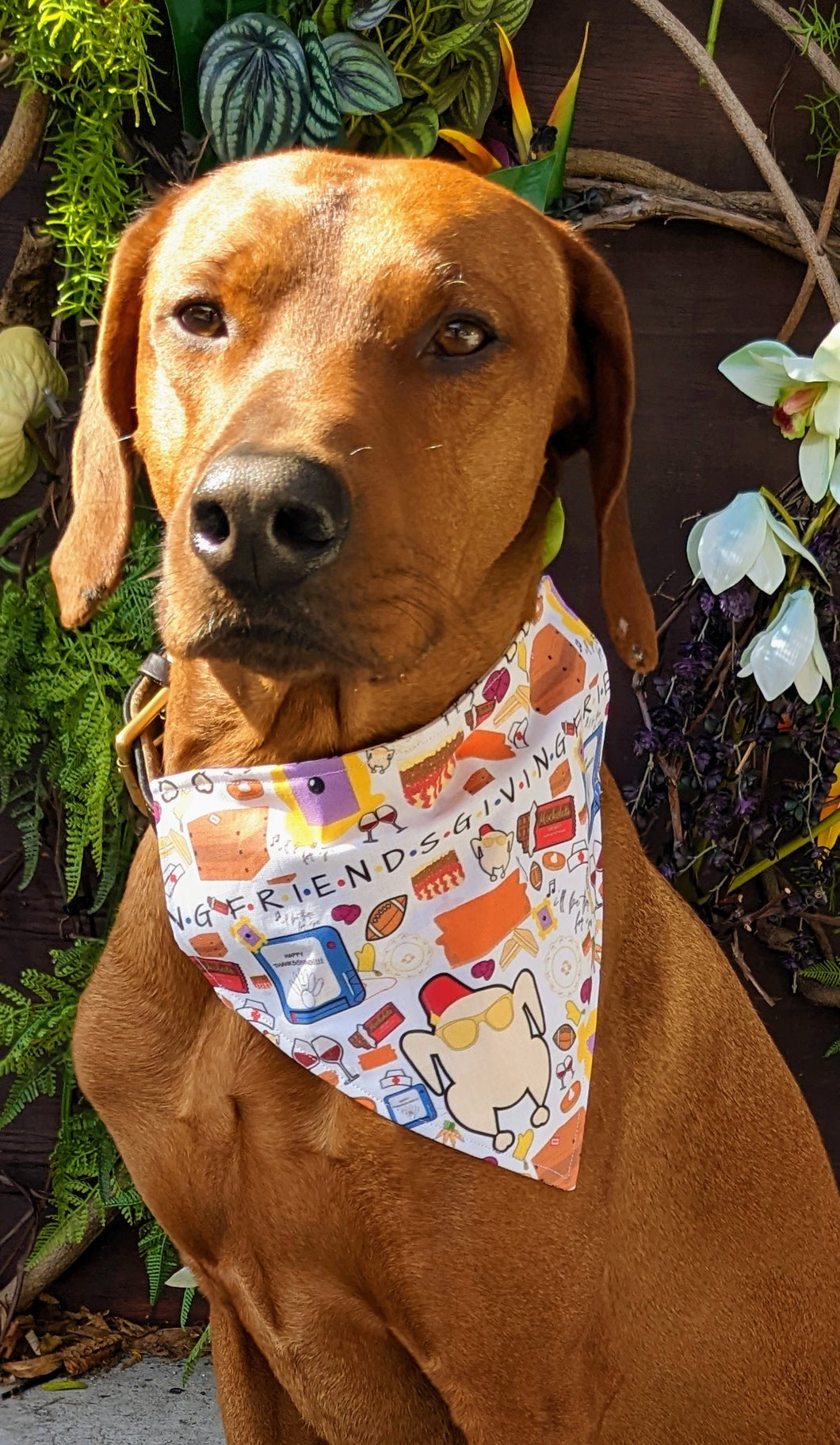 Koa's Ruff Life, Koa in a large FREINDSGIVING bandana for dogs