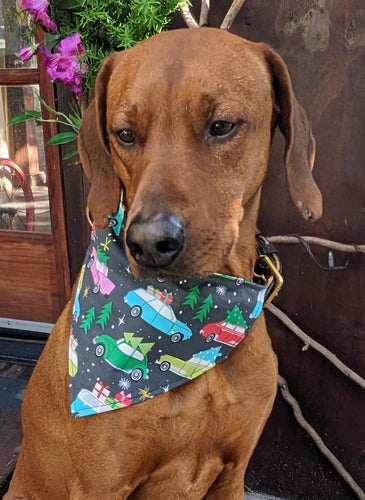 Koa's Ruff Life, Koa in a large vintage Christmas car bandana for dogs personalized with your pup's name