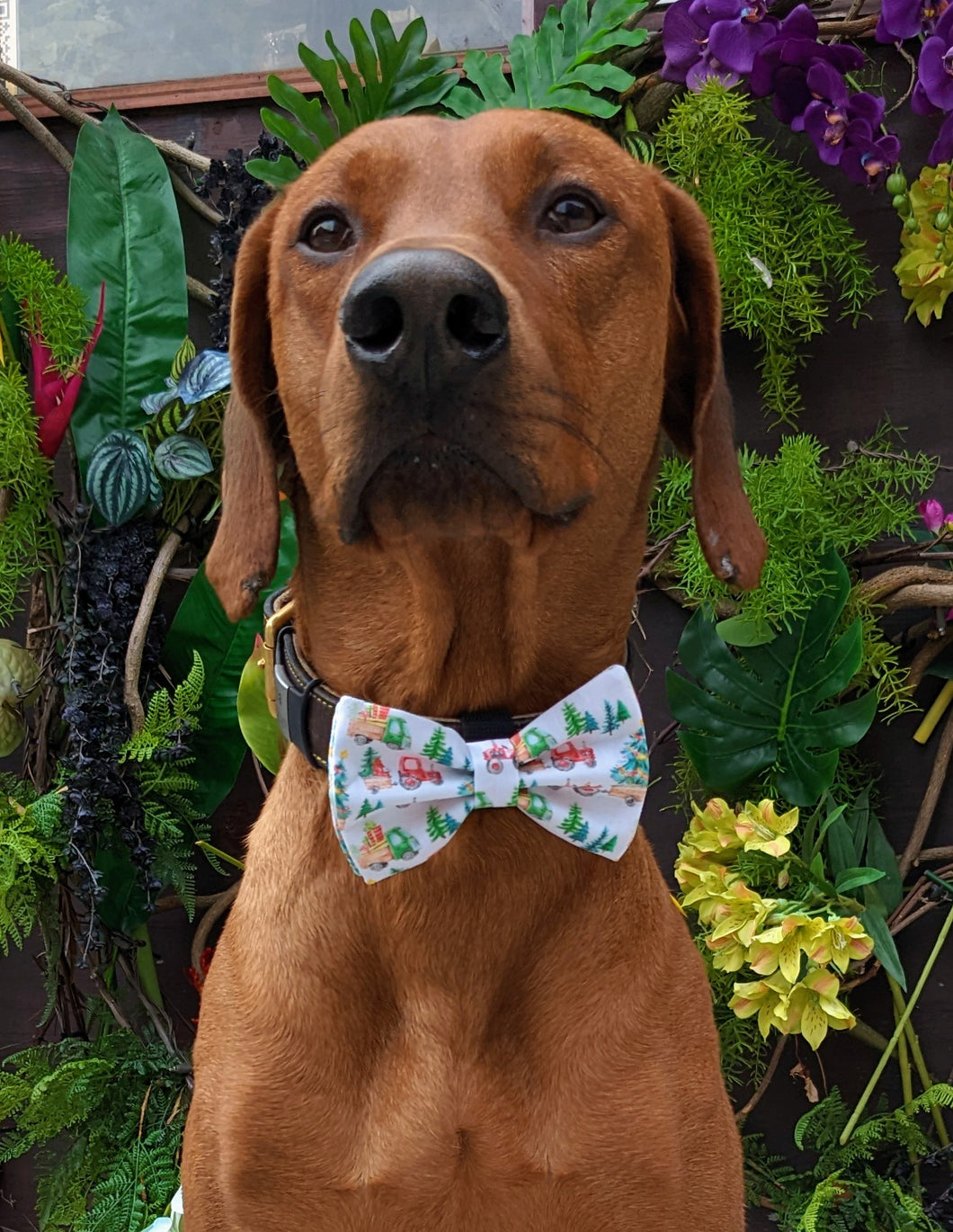 Koa's Ruff Life, Koa in a large Christmas tractor bow tie for dogs
