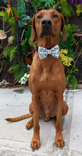 Load image into Gallery viewer, Koa&#39;s Ruff Life, Koa in a large Christmas tractor bow tie for dogs
