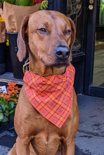 Load image into Gallery viewer, Koa&#39;s Ruff Life, Koa in a large fall orange plaid bandana for dogs personalized with your pups name
