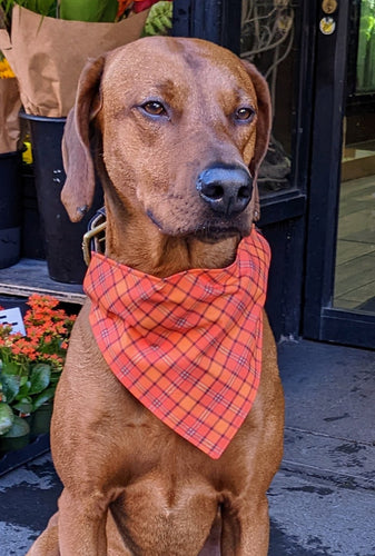 Koa's Ruff Life, Koa in a large fall orange plaid bandana for dogs personalized with your pups name