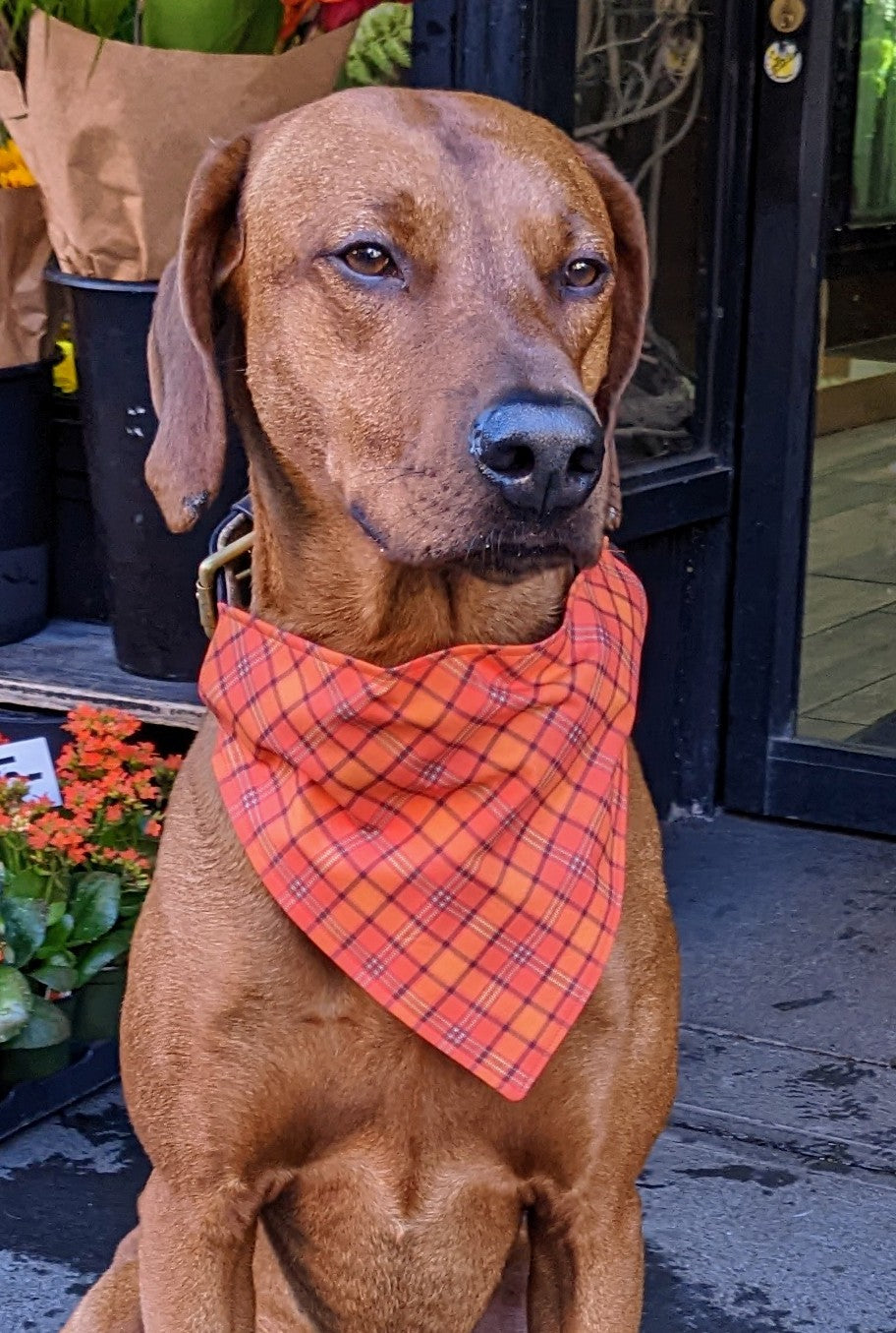 Koa's Ruff Life, Koa in a large fall orange plaid bandana for dogs personalized with your pups name