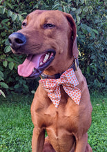 Load image into Gallery viewer, Koa&#39;s Ruff Life, Koa in a large white pumpkin sailor bow for dogs
