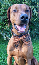 Load image into Gallery viewer, Koa&#39;s Ruff Life, Koa in a large spooky Halloween sailor bow for dogs

