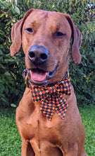Load image into Gallery viewer, Koa&#39;s Ruff Life, Koa in a large Halloween checkered sailor bow for dogs
