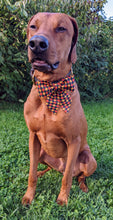Load image into Gallery viewer, Koa&#39;s Ruff Life, Koa in a large Halloween checkered sailor bow for dogs
