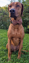 Load image into Gallery viewer, Koa&#39;s Ruff Life, Koa in a large black pumpkin bow tie for dogs
