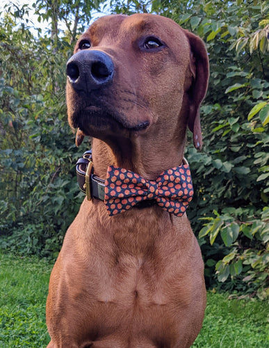 Koa's Ruff Life, Koa in a large black pumpkin bow tie for dogs