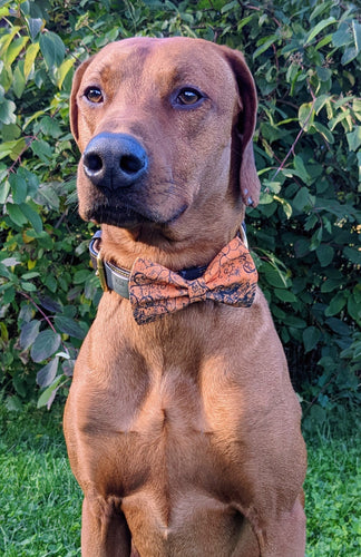Koa's Ruff Life, Koa in a large spooky Halloween orange and black bow tie for dogs