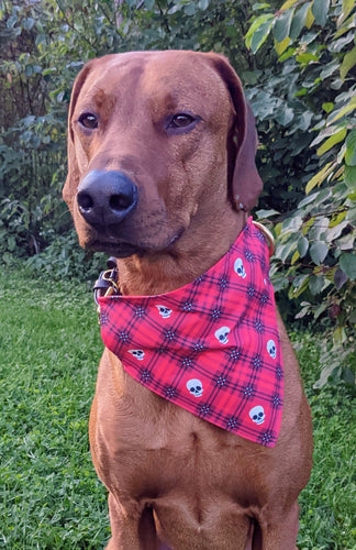 Koa's Ruff Life, Koa in a large red skull tartan plaid bandana personalized with your pup's name