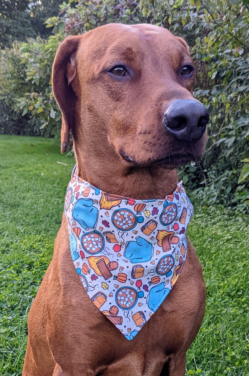 Koa's Ruff Life, Koa in a large fall camping bandana for dogs personalized with your pup's name. With camp fires and smores!