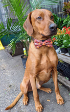 Load image into Gallery viewer, Koa&#39;s Ruff Life, Koa in a large autumn leaves and pumpkin bow tie for dogs
