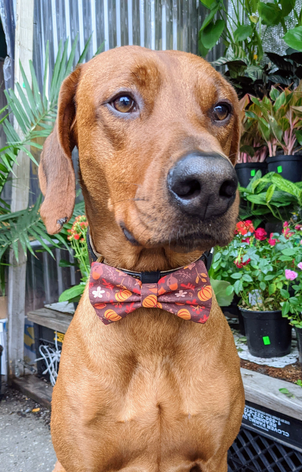 Koa's Ruff Life, Koa in a large autumn leaves and pumpkin bow tie for dogs