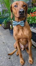 Load image into Gallery viewer, Koa&#39;s Ruff Life, Koa in a large fall vintage pumpkin trucks bow tie for dogs
