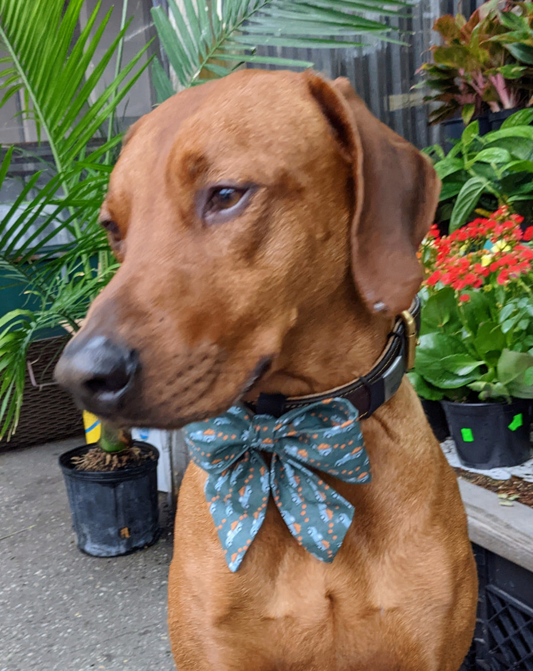 Koa's Ruff Life, Koa in a large fall vintage pumpkin trucks sailor bow for dogs