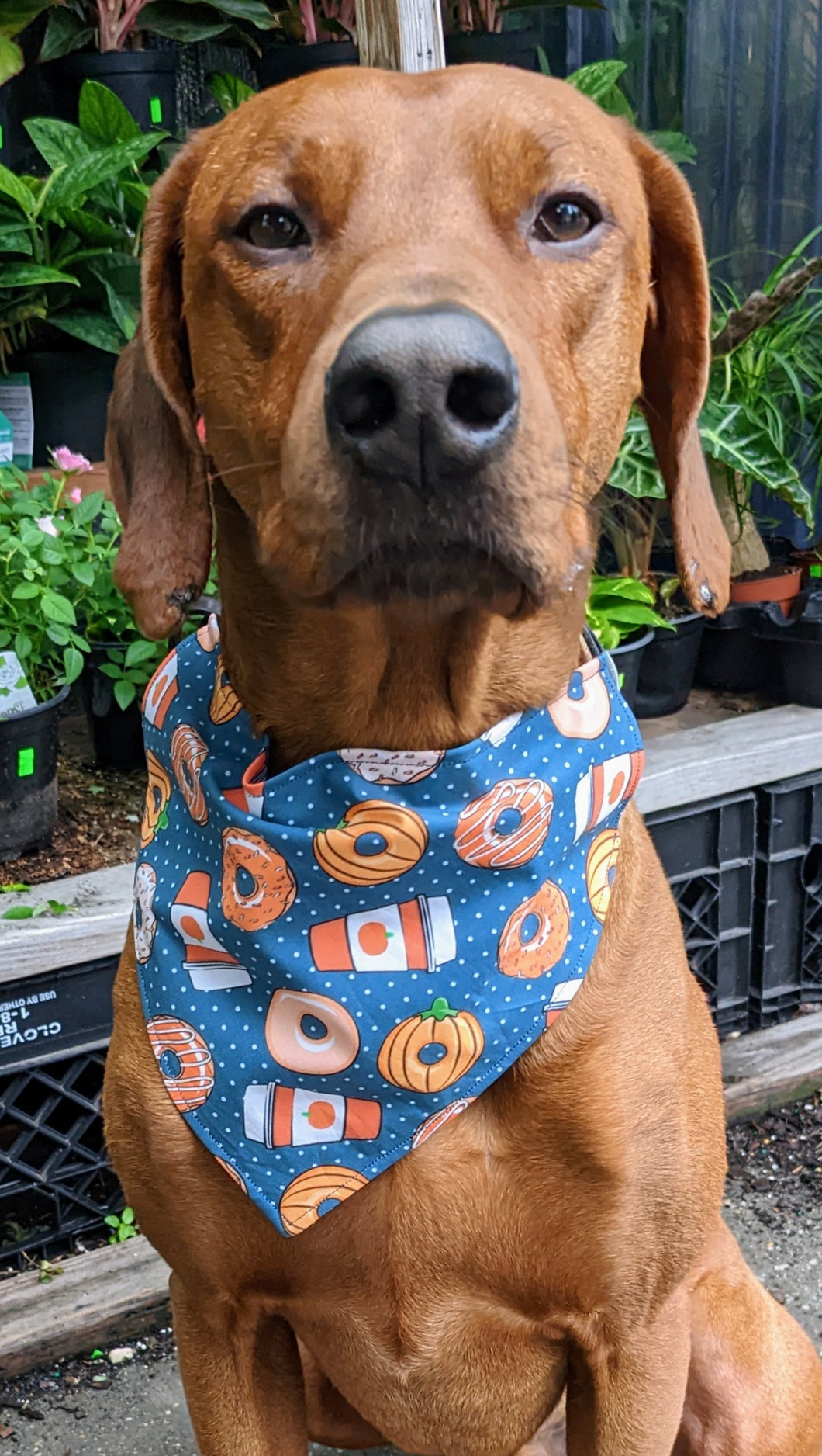 Koa's Ruff Life, Koa in a large fall coffee and pumpkin donut dog bandana