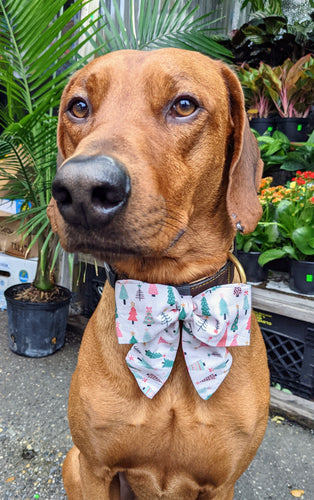 Koa's Ruff Life, Koa in a large Christmas tree sailor bow for dogs