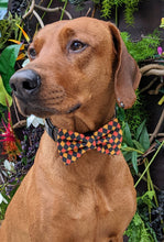 Load image into Gallery viewer, Koa&#39;s Ruff Life, Koa in a large Halloween checkered orange, black and yellow bow tie for dogs personalized with your pups name
