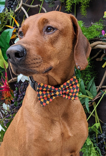 Koa's Ruff Life, Koa in a large Halloween checkered orange, black and yellow bow tie for dogs personalized with your pups name