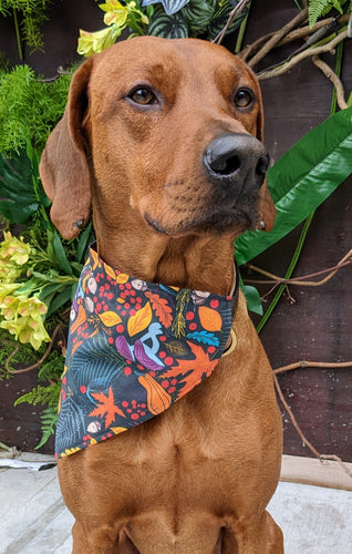 Koa's Ruff Life, Koa in a large Autumn botanicals bandana for dogs personalized with your pup's name