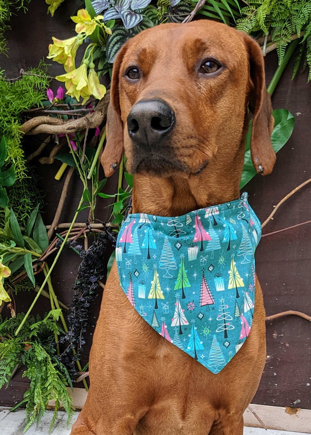 Koa's Ruff Life, Koa in a large Christmas tree bandana for dogs, personalized with your pup's name!