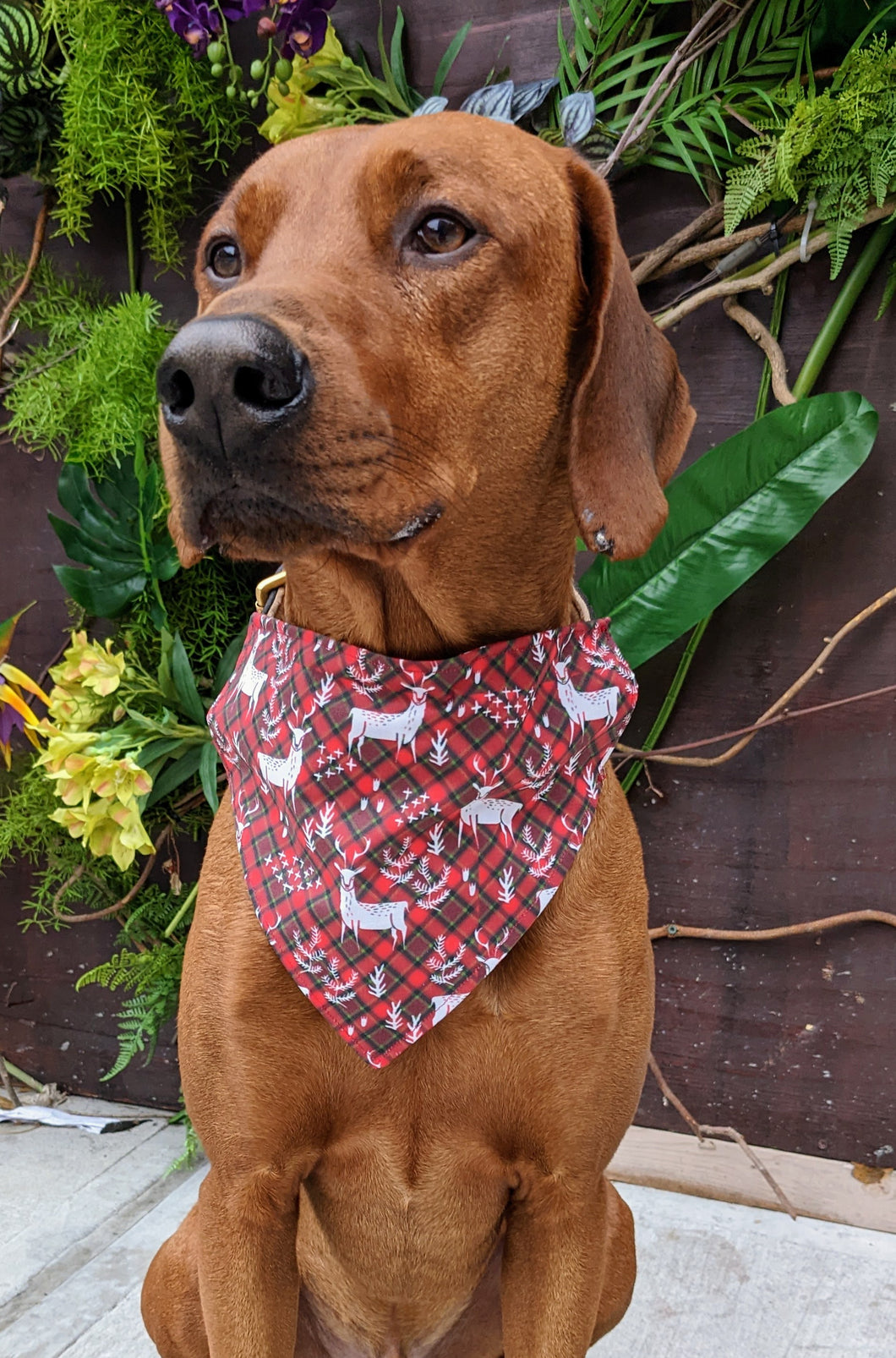 Koa's Ruff Life, Koa in a large deer Christmas plaid bandana for dogs