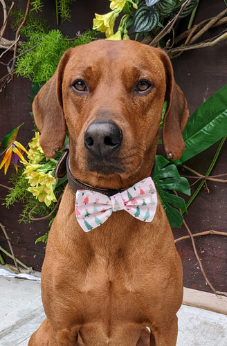 Koa's Ruff Life, Koa in a large Christmas tree bow tie for dgos