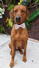 Load image into Gallery viewer, Koa&#39;s Ruff Life, Koa in a large Christmas tree bow tie for dgos
