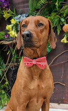 Load image into Gallery viewer, Koa&#39;s Ruff Life, Koa in a large red Christmas stripe bow tie for dogs
