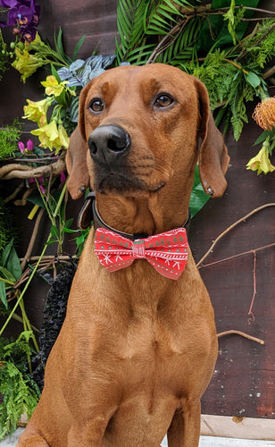 Koa's Ruff Life, Koa in a large red Christmas stripe bow tie for dogs