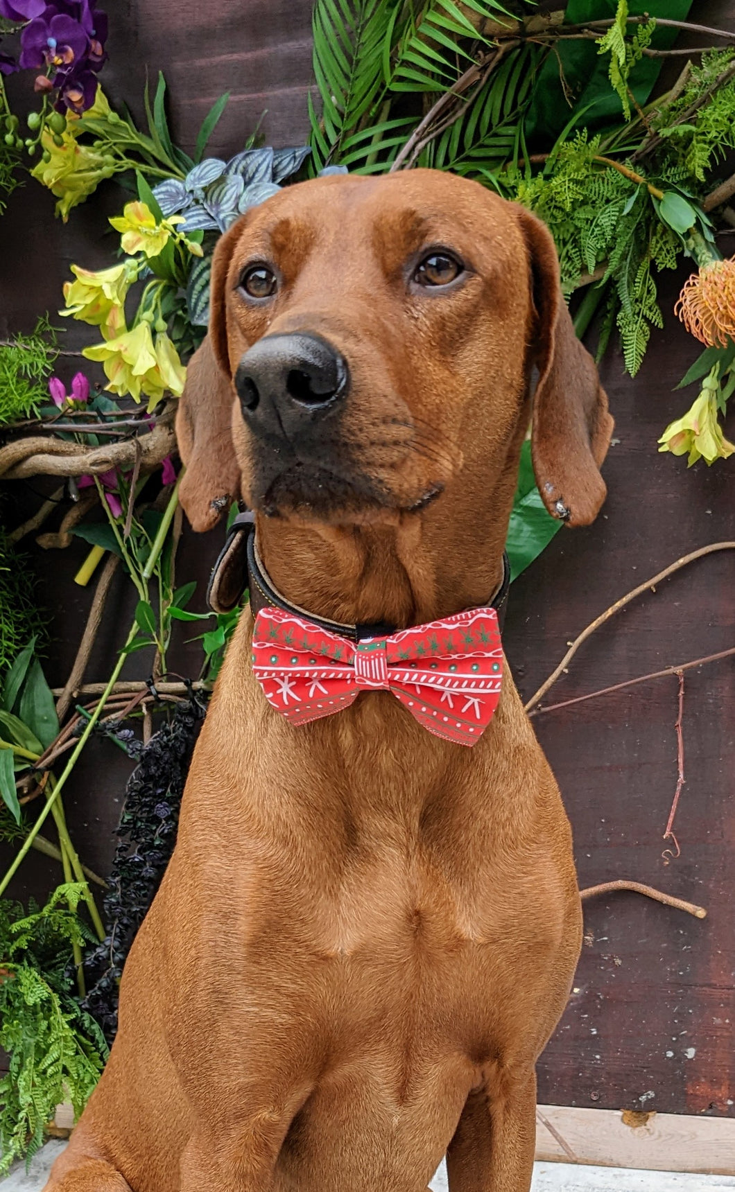 Koa's Ruff Life, Koa in a large red Christmas stripe bow tie for dogs