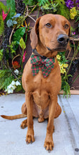 Load image into Gallery viewer, Koa&#39;s Ruff Life, Koa in a large Christmas plaid sailor bow for dogs personalized with your pup&#39;s name
